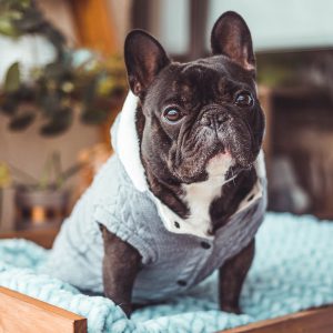 Poleron Hoodie Polar