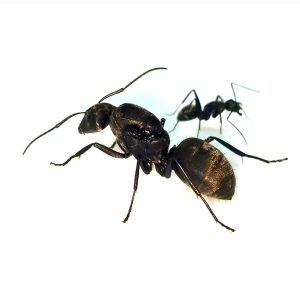 Camponotus pseudolendus