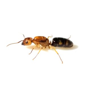 Camponotus maculatus subnudus