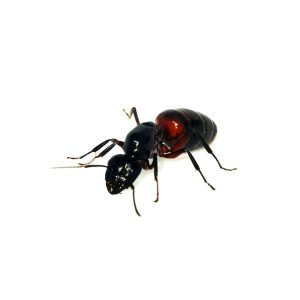 Camponotus ligniperdus (Reina)