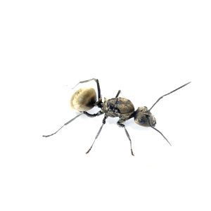 Polyrhachis dives