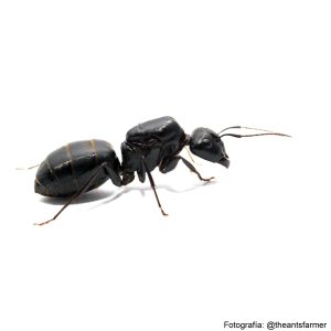 Camponotus japonicus