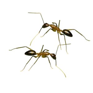 Camponotus carin