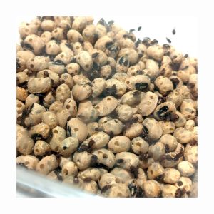 Gorgojo de la Alubia