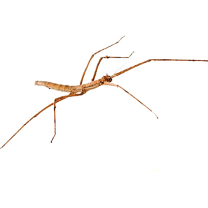 Insecto palo (Medauroidea extradentata)