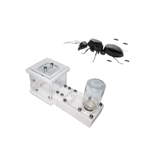 Kit inicio colonia + Reina Camponotus japonicus con obreras