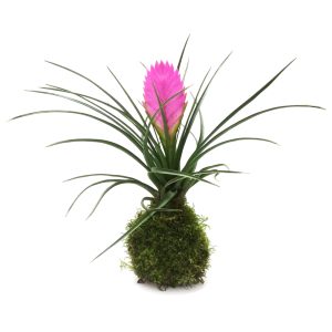 Kokedama Tillandsia Cyanea