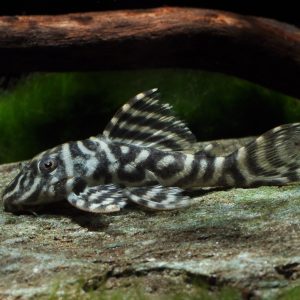 Hypancistrus sp. L129