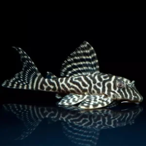 Pleco King Tiger L66