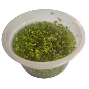 Lemna minor (Lenteja de Agua)