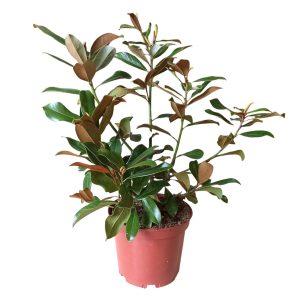 Magnolia grandiflora