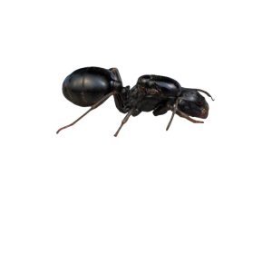 Messor minor hesperius