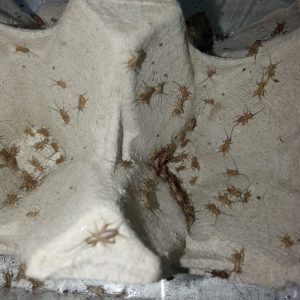 Micro grillos Acheta domesticus