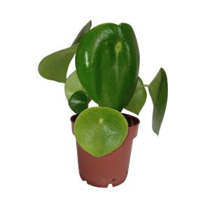 Pilea Peperomioides
