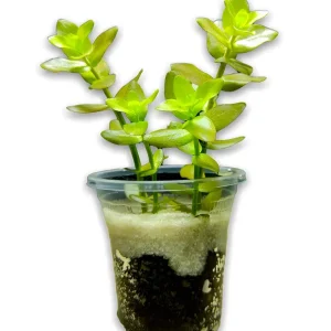 Planta Natural Bacopa