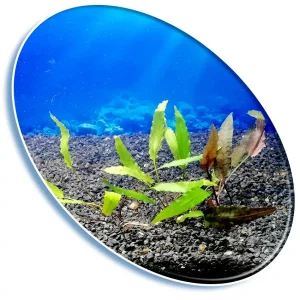 Planta Natural Cryptocoryne