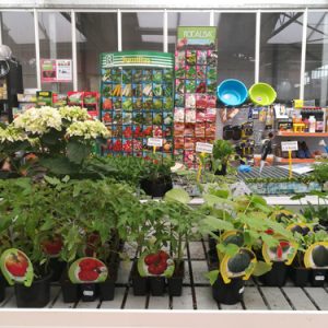 PLANTA DE HUERTA A DOMICILIO