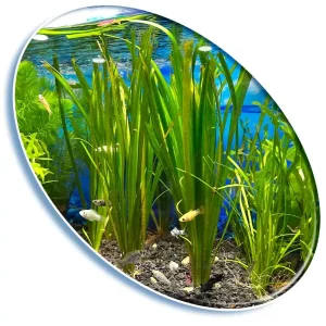 Planta Natural Vallisneria Gigantea