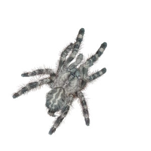 Poecilotheria regalis