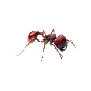 Pogonomyrmex wheeleri (reina)