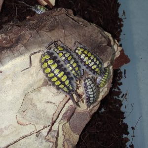 Porcellio haasi “High Yellow”