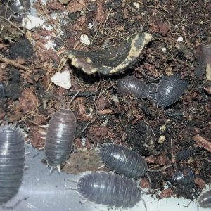 Porcellio laevis black