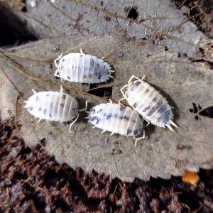 Porcellio laevis dairy cow