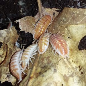 Porcellio ornatus “Tangerine Dream”
