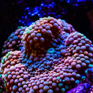 Ricordea Ultra Mushroom