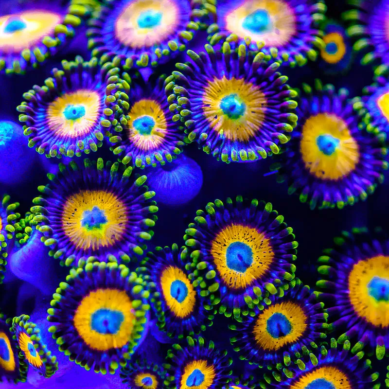 Scrambled Egg Zoas