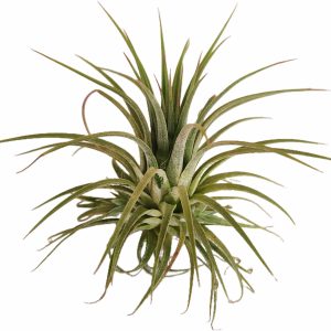 Tillandsia ionantha