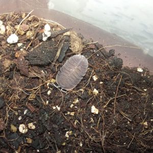 Troglodillo “Soil”