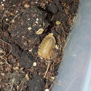 Troglodillo “Sunset”