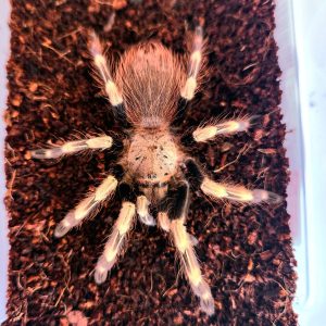 Vitalius chromatus (ex Nhandu chromatus)