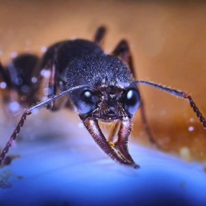 Harpegnathos venator