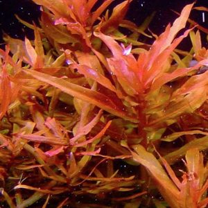 Ammania Senegalensis