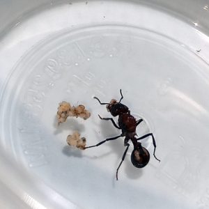 Amoimyrmex Striatus