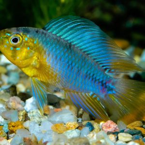 Apistogramma borelli XL