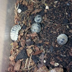 Armadillo officinalis Dalmatian