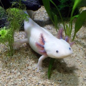 Axolote albino
