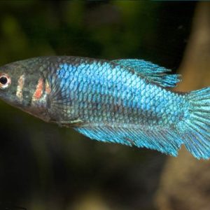 Betta Hembra