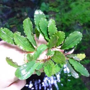 Bucephalandra Sp. Melawi