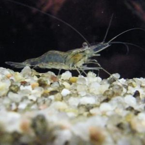 Camaron Fantasma gigante