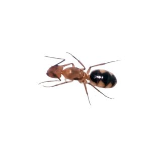 Camponotus coloratus