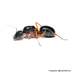 Camponotus festinus (Hormiga reina)