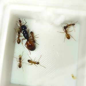 Camponotus sansabeanus