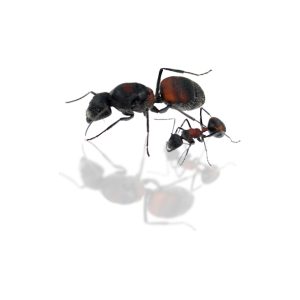 Camponotus Mutilarius (Xiangban)