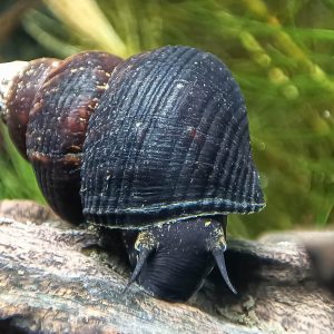 Caracol Conejo Triángulo