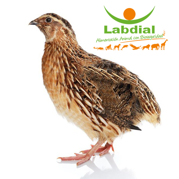 Codornices jovenes PLUS congeladas M