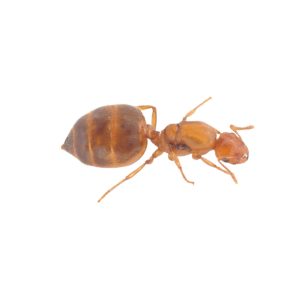 Crematogaster Biroi